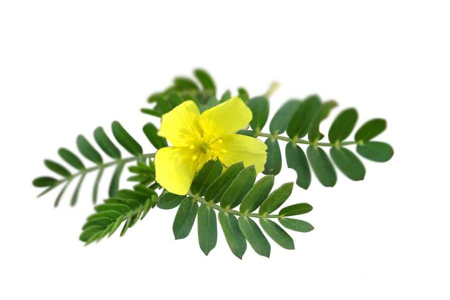 Tribulus terrestris kot del Glucoren